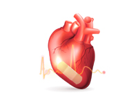 Factors Affecting Heart